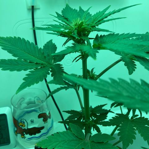 Minigrow One LSD25/CherryCola auto „Mando-Boba-Guard“ growlog timeline photo