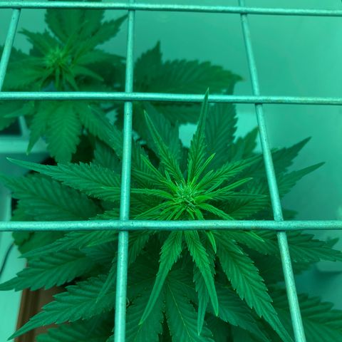 Minigrow One LSD25/CherryCola auto „Mando-Boba-Guard“ growlog timeline photo