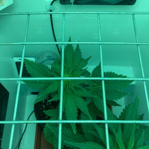 Minigrow One LSD25/CherryCola auto „Mando-Boba-Guard“ growlog timeline photo