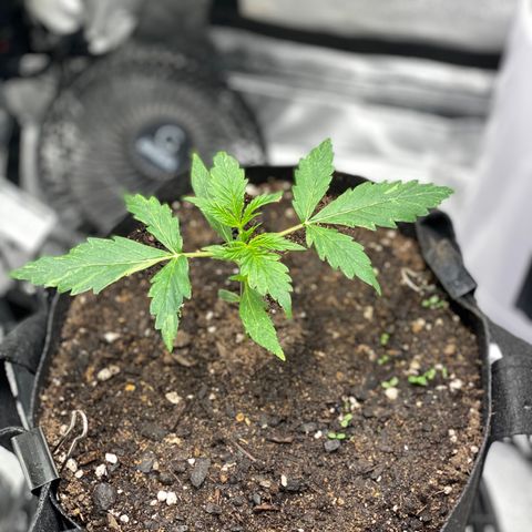 Pine tree haze auto growlog timeline photo