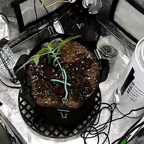 Pine tree haze auto growlog timeline photo
