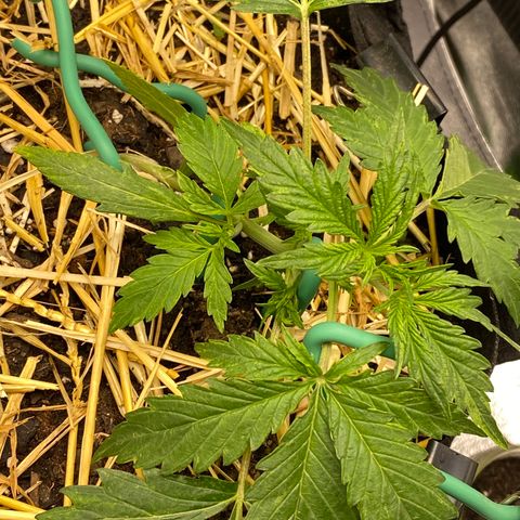 Pine tree haze auto growlog timeline photo