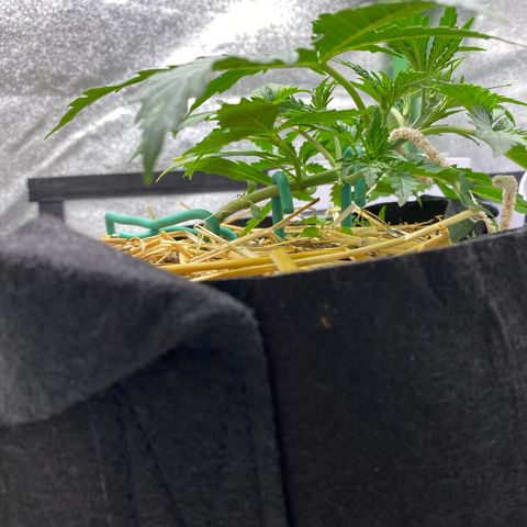 Pine tree haze auto growlog photo: Recovering nice from lst 