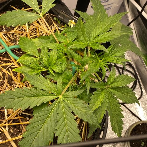 Pine tree haze auto growlog photo: Recovering nice from lst 