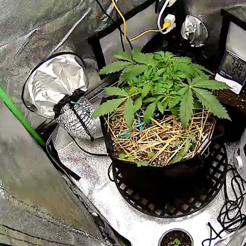 Pine tree haze auto growlog photo: 3 weeks old tomorrow 