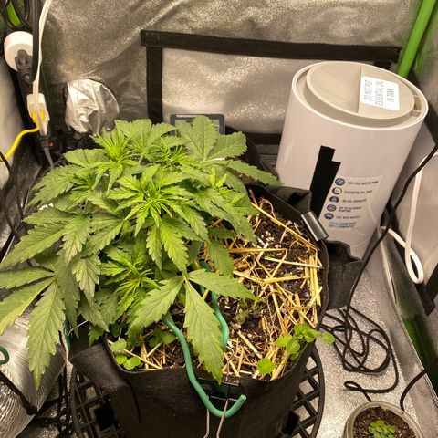Pine tree haze auto growlog photo: New Year’s Day 1 week and 3 days from bent over