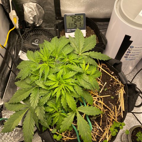 Pine tree haze auto growlog timeline photo