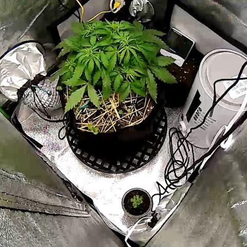 Pine tree haze auto growlog timeline photo