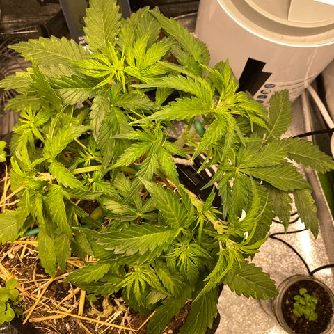 Pine tree haze auto growlog timeline photo