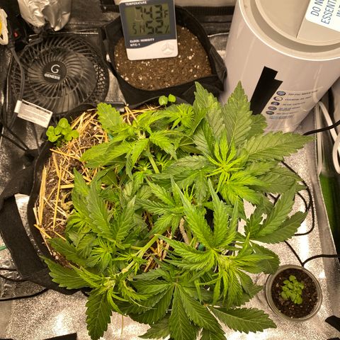 Pine tree haze auto growlog timeline photo