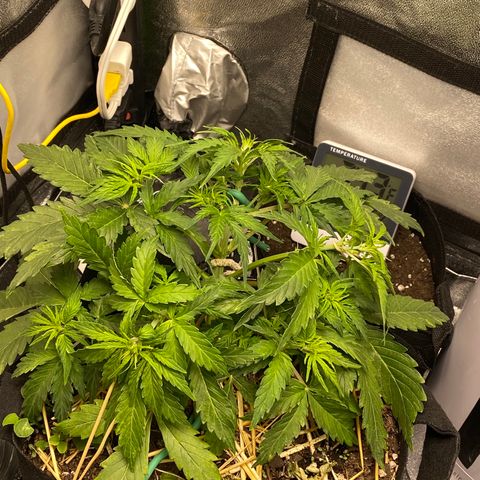 Pine tree haze auto growlog timeline photo