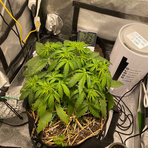 Pine tree haze auto growlog photo: Lights just turning on 