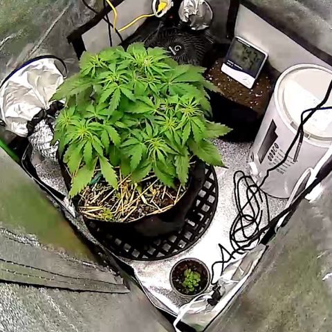 Pine tree haze auto growlog photo: 8p