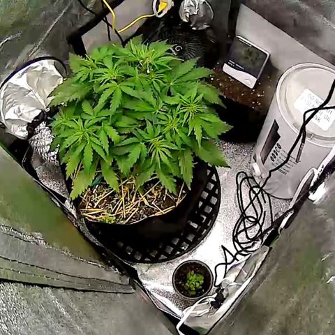 Pine tree haze auto growlog photo: 2a before work