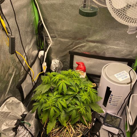 Pine tree haze auto growlog timeline photo