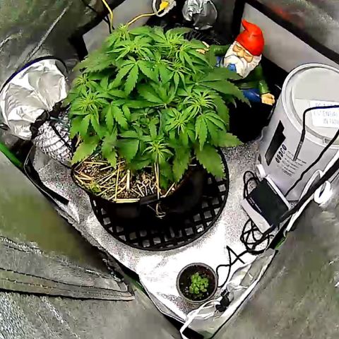Pine tree haze auto growlog timeline photo