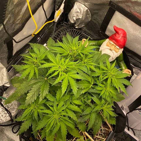 Pine tree haze auto growlog timeline photo