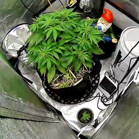 Pine tree haze auto growlog timeline photo