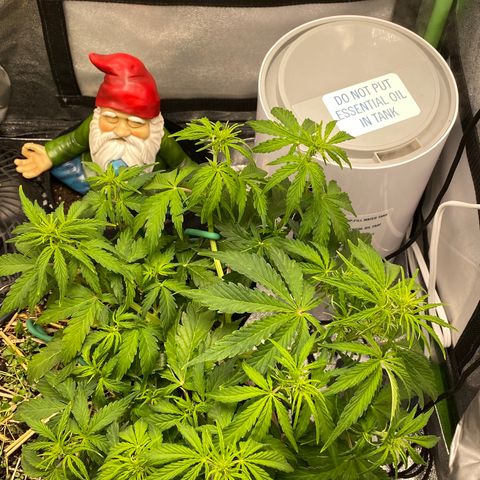 Pine tree haze auto growlog timeline photo