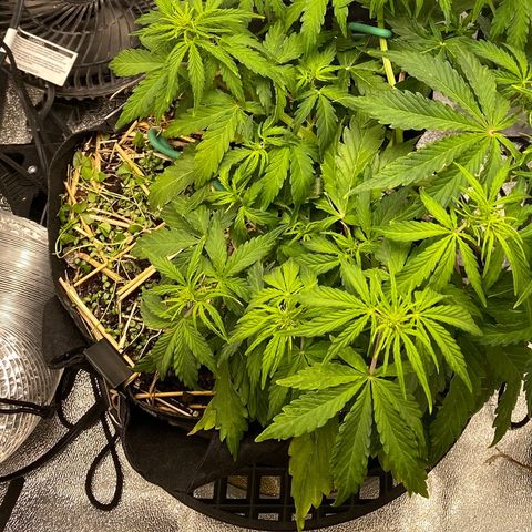 Pine tree haze auto growlog timeline photo