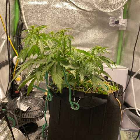 Pine tree haze auto growlog timeline photo