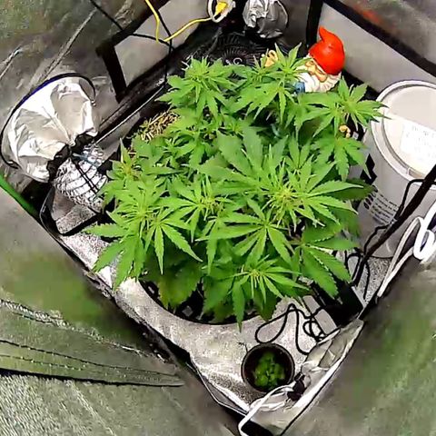 Pine tree haze auto growlog photo: Loving life