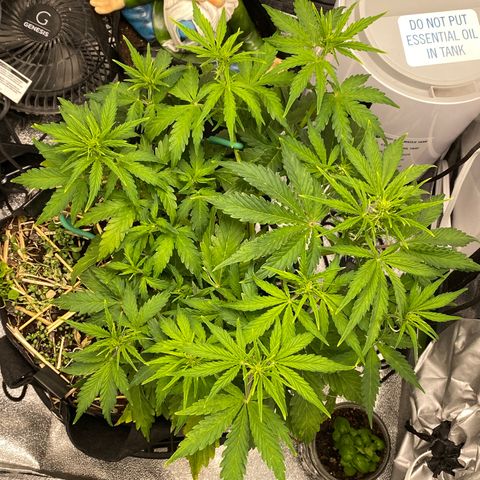 Pine tree haze auto growlog timeline photo