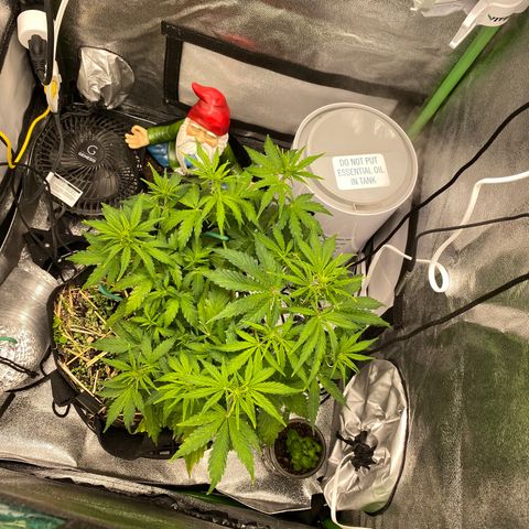 Pine tree haze auto growlog timeline photo