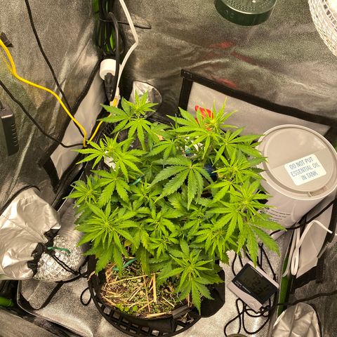 Pine tree haze auto growlog timeline photo