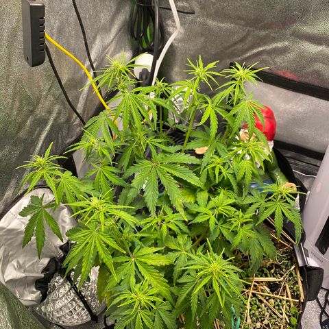 Pine tree haze auto growlog photo: Before lights out after water and 2 leaf trims 