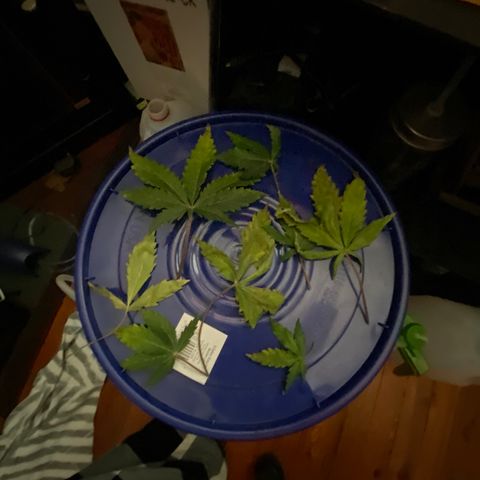 Pine tree haze auto growlog timeline photo