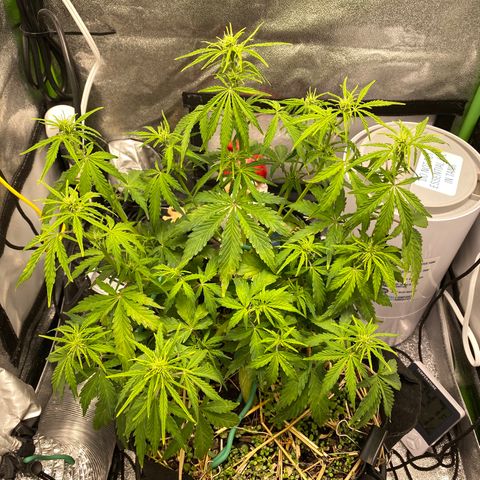 Pine tree haze auto growlog timeline photo