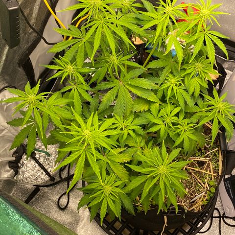 Pine tree haze auto growlog timeline photo