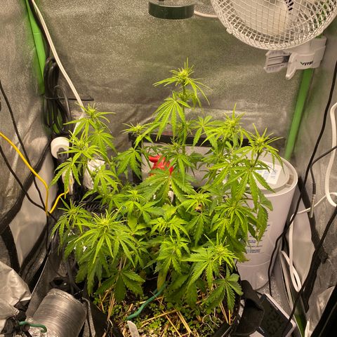 Pine tree haze auto growlog photo: After water with recharge 