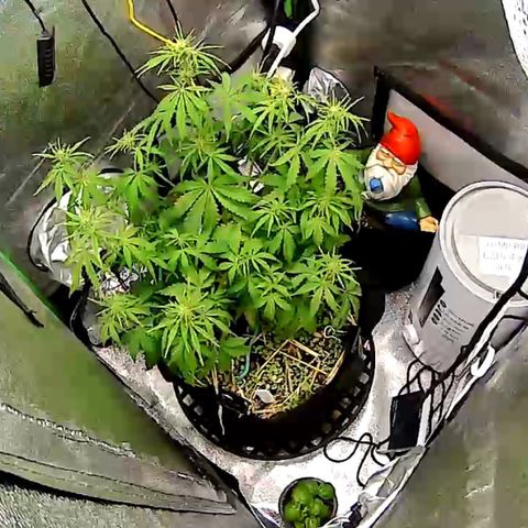 Pine tree haze auto growlog timeline photo