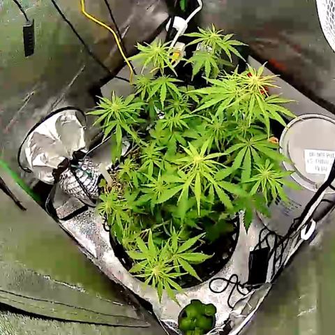 Pine tree haze auto growlog timeline photo