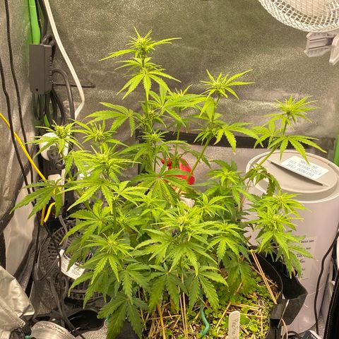 Pine tree haze auto growlog timeline photo