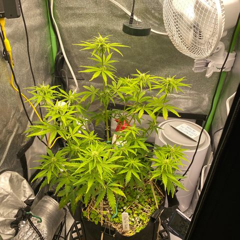 Pine tree haze auto growlog timeline photo