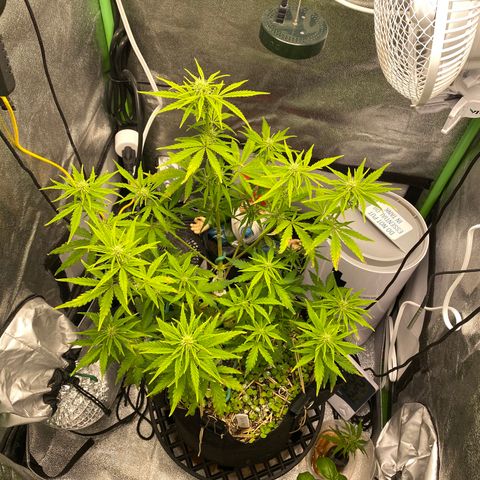 Pine tree haze auto growlog timeline photo