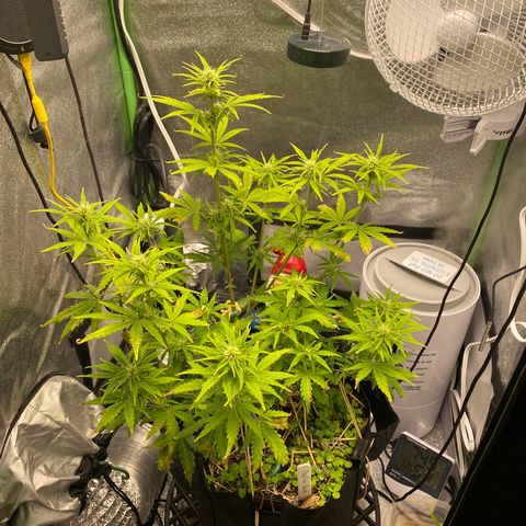 Pine tree haze auto growlog timeline photo