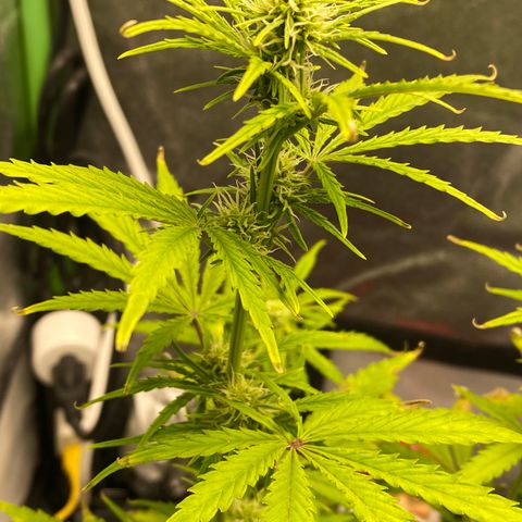 Pine tree haze auto growlog timeline photo