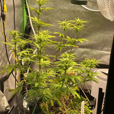 Pine tree haze auto growlog timeline photo