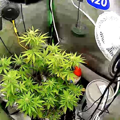 Pine tree haze auto growlog timeline photo