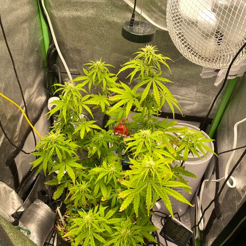 Pine tree haze auto growlog photo: Having some nutrient burn