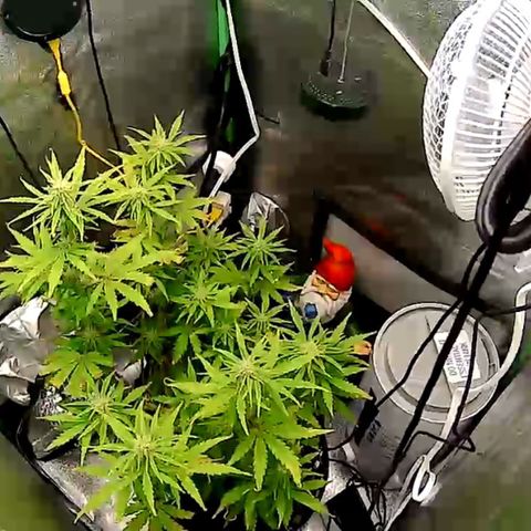 Pine tree haze auto growlog timeline photo