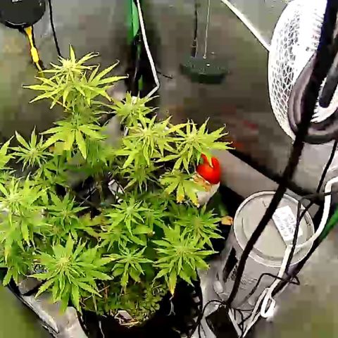Pine tree haze auto growlog photo: After removing some of the bad leaves, I removed any that had 50% damage 
