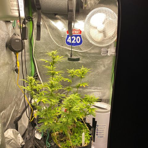 Pine tree haze auto growlog timeline photo