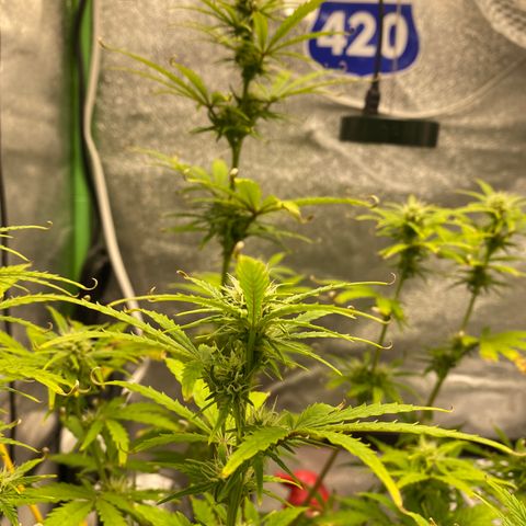 Pine tree haze auto growlog timeline photo