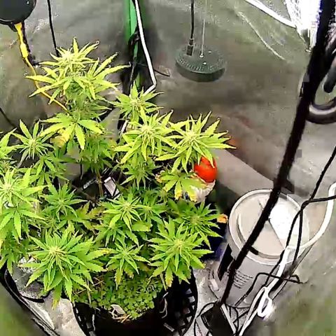 Pine tree haze auto growlog timeline photo