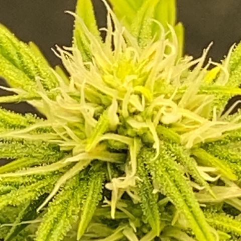 Pine tree haze auto growlog photo: Pistols 